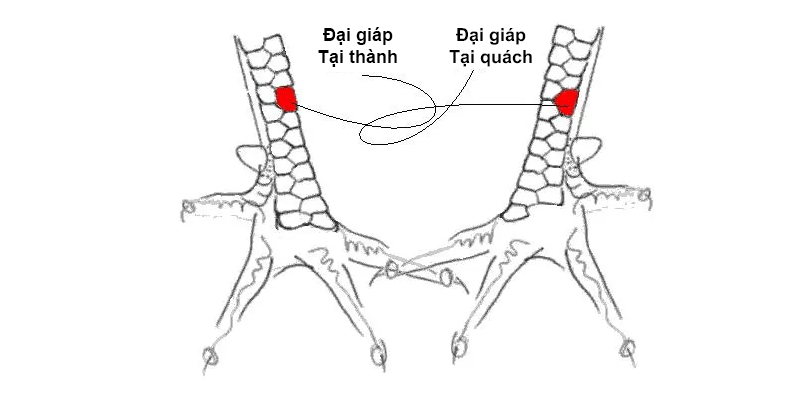 Mỗi loại vảy ở chân gà đều có những đặc điểm nhận diện rõ rệt