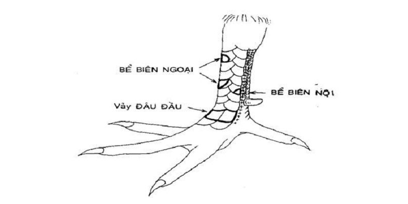 Hình ảnh mô tả chi tiết vảy ngũ quỷ - 1 trong 92 loại vảy ở chân gà