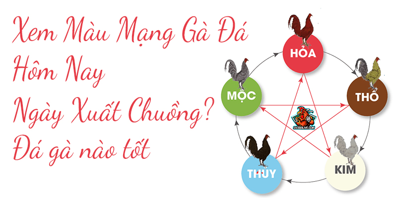 Gà cú mạng gì cần phân định theo màu lông